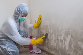 Reliable Cutten, CA Mold Remediation Solutions